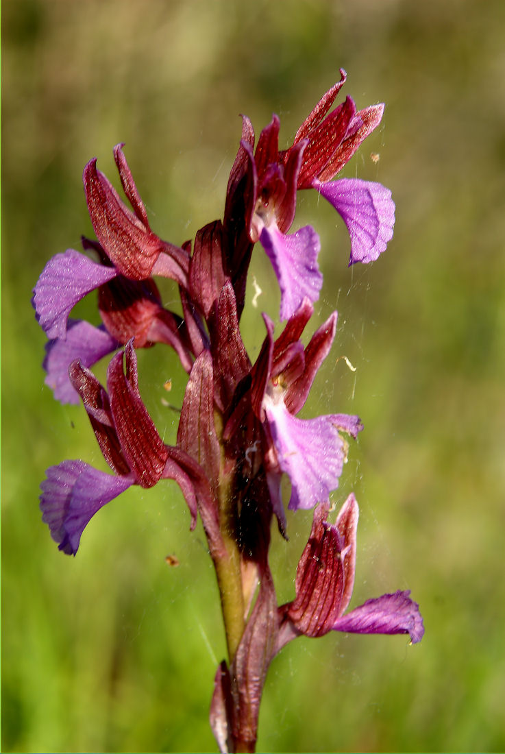 Orchidee nel pisano